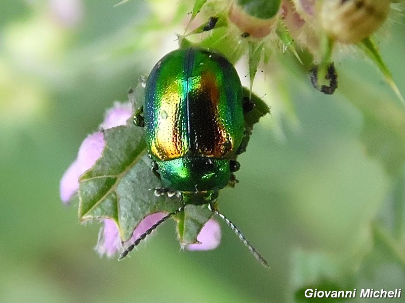 Serie di Chrysomelidae del Parco del Ticino